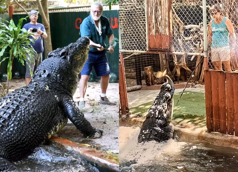 Kỷ lục này thuộc về con cá sấu nước mặn có tên Lolong, bị bắt ở Philippines vào tháng 9/2011. Nó có chiều dài 6,17 m trước khi chết vào năm 2013. Ảnh: Greenislandcrocs.