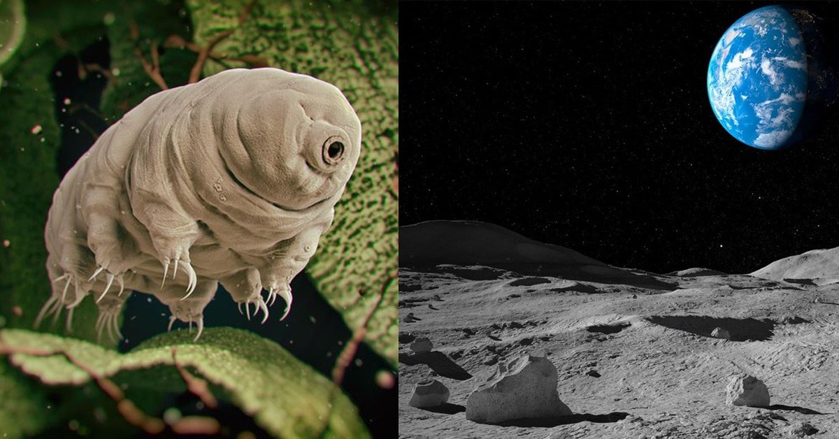 Tardigrada là sinh vật có 8 chân, kích thước trung bình khoảng 0,5 mm. Vậy nên, chúng chỉ nhìn thấy rõ dưới kính hiển vi. Gấu nước sinh sản bằng cách đẻ trứng và con non nở ra đã có đầy đủ tế bào của con trưởng thành, sinh trưởng bằng cách phân chia tế bào.