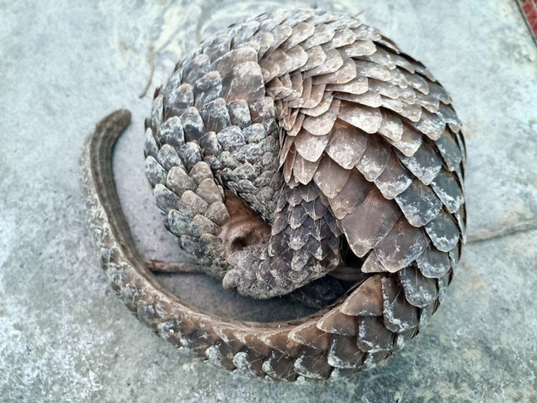 Giống nhiều loài tê tê khác, tê tê Java chủ yếu hoạt động về đêm. Thức ăn yêu thích của chúng gồm: kiến, mối, nhộng ong, ruồi, giun, dế... Ảnh: Nông nghiệp Việt Nam.