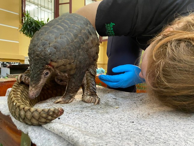 Hầu hết các cá thể tê tê Java được tiếp nhận trong tình trạng căng thẳng, mất nước, gầy ốm, tiêu chảy. Trong số này, 2 cá thể bị thương nặng do những chiếc bẫy. Ảnh: Tiền phong.