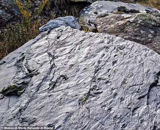 Bên cạnh đó, các nhà nghiên cứu còn tìm thấy hóa thạch của các hạt giống, lá và thân cây, thậm chí dấu vết của những giọt mưa trong những tảng đá có niên đại từ thời tiền sử.