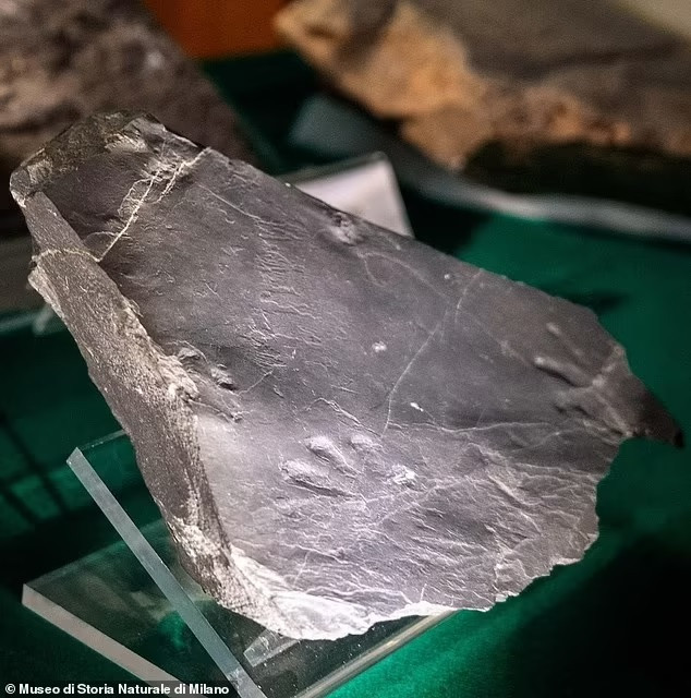 Kỷ Permi có khí hậu ấm lên nhanh chóng và lên đến đỉnh điểm trong sự kiện tuyệt chủng được gọi là "Đại tuyệt chủng", xóa sổ 90% các loài trên Trái Đất.