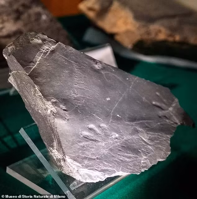 Kỷ Permi có khí hậu ấm lên nhanh chóng và lên đến đỉnh điểm trong sự kiện tuyệt chủng được gọi là "Đại tuyệt chủng", xóa sổ 90% các loài trên Trái Đất.