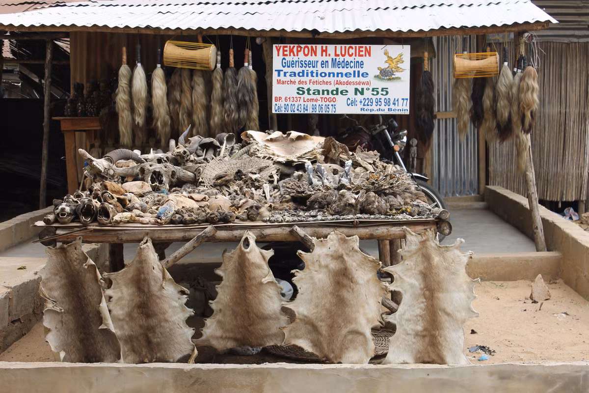 Theo đó, bên trong chợ Akodessewa Fetish có bày bán nhiều bộ phận đã phơi khô của các loài động vật như mèo, báo, hổ, linh dương, kền kền, dơi, rắn... Ảnh: atlasobscura.