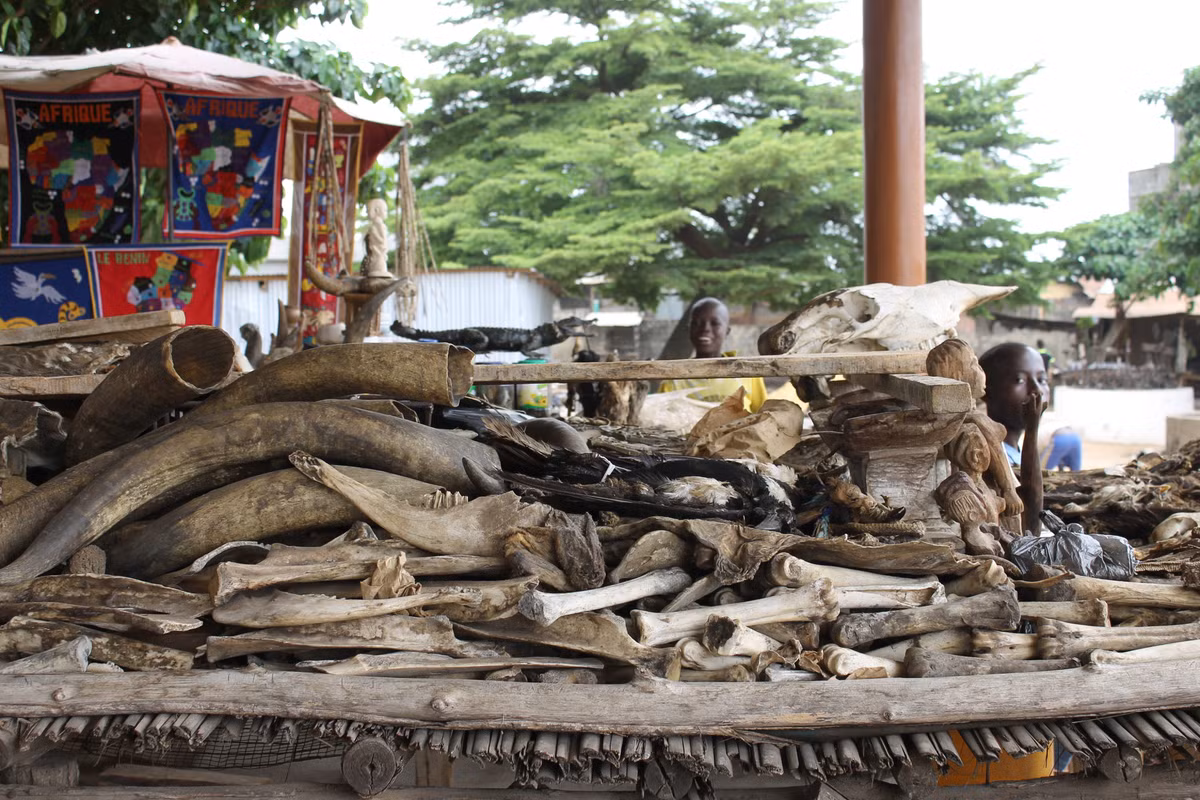 Nằm giữa thủ đô Lome của Togo, chợ Akodessewa Fetish là khu chợ bán bùa ngải lớn nhất thế giới. Khi tới địa điểm này, mọi người sẽ choáng ngợp trước những cửa hàng bán tất cả đồ dùng cần thiết phục vụ cho cúng bái, hành lễ mê tín. Ảnh: Angelica Calabrese.