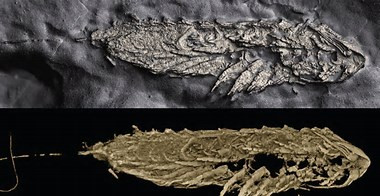 Các nhà khoa học cho hay việc nghiên cứu mẫu hóa thạch này có thể giúp làm sáng tỏ bí ẩn về nòng nọc thời cổ đại có điểm chung và khác biệt gì so với nòng nọc của các loài ếch ngày nay.