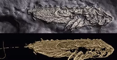 Các nhà khoa học cho hay việc nghiên cứu mẫu hóa thạch này có thể giúp làm sáng tỏ bí ẩn về nòng nọc thời cổ đại có điểm chung và khác biệt gì so với nòng nọc của các loài ếch ngày nay.
