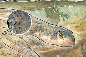 Nòng nọc này được cho là của loài ếch kỷ Jura có tên Notobatrachus degiustoi - loài lưỡng cư đã tuyệt chủng và nổi tiếng nhất từ thời đại này.