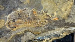 Tác giả chính, Tiến sĩ Mariana Chuliver Pereyra từ Đại học Quốc gia La Plata, cho hay môi trường sống của con nòng nọc trên có lẽ là một cái ao cạn. Ao nước bị khô cạn định kỳ do điều kiện khí hậu thay đổi.