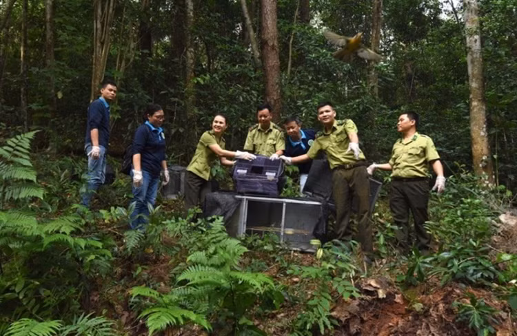Trong số 74 cá thể chim được thả về tự nhiên lần này có 7 loài thuộc nhóm IIB theo danh mục thực vật và động vật rừng nguy cấp, quý, hiếm của Chính phủ. Ảnh: ĐT/Thiên nhiên &amp; Môi trường.