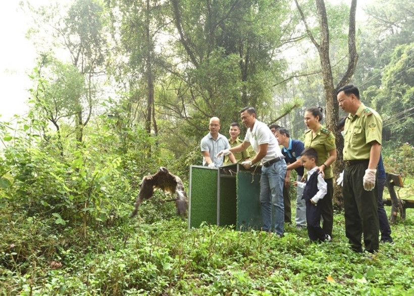 Những cá thể chim này được các tổ chức, cá nhân bàn giao cho Trung tâm Cứu hộ động vật hoang dã Hà Nội chăm sóc trước khi tái thả về tự nhiên theo quy định của pháp luật. Ảnh: Bảo vệ Pháp luật.