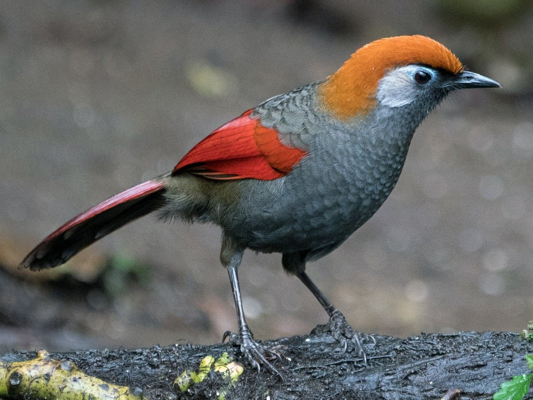 Chim khướu đuôi đỏ có tên khoa học Trochalopteron milnei. Khi trưởng thành, chúng có chiều dài khoảng 26 - 27 cm. Loài này phân bố chủ yếu ở rừng lá rụng thường xanh, rừng thứ sinh, rừng tre nứa, cây bụi và trảng cỏ. Ảnh: eBird.