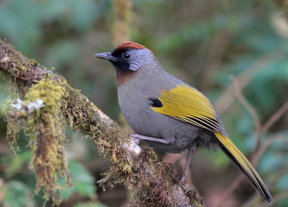 Chim khướu tai bạc có tên khoa học Trochalopteron melanostigma. Chúng có chiều dài khoảng 25 - 26 cm khi trưởng thành. Loài này sống ở rừng thường xanh, rừng hỗn giao lá rộng thường xanh và cây lá kim, rừng thứ sinh, rừng tre nứa. Ảnh: eBird.