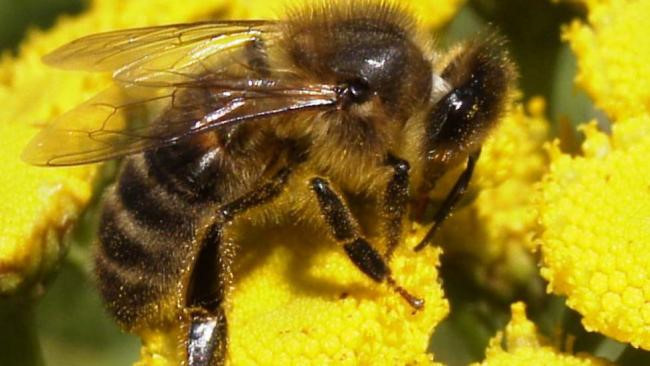 Nhiều bằng chứng khoa học cho thấy các sản phẩm từ ong mật có thể giúp điều trị viêm gân, bỏng, vết thương và nhiễm trùng, cải thiện lưu thông, giảm viêm và tăng sức miễn dịch.