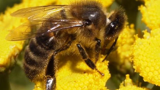 Nhiều bằng chứng khoa học cho thấy các sản phẩm từ ong mật có thể giúp điều trị viêm gân, bỏng, vết thương và nhiễm trùng, cải thiện lưu thông, giảm viêm và tăng sức miễn dịch.