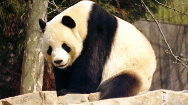 Hợp chất trong máu của gấu trúc khổng lồ được chứng minh có thể giết chết vi khuẩn và nấm, các nhà khoa học đang nghiên cứu thêm để dùng máu loài này như thuốc chống lại vi khuẩn kháng thuốc.