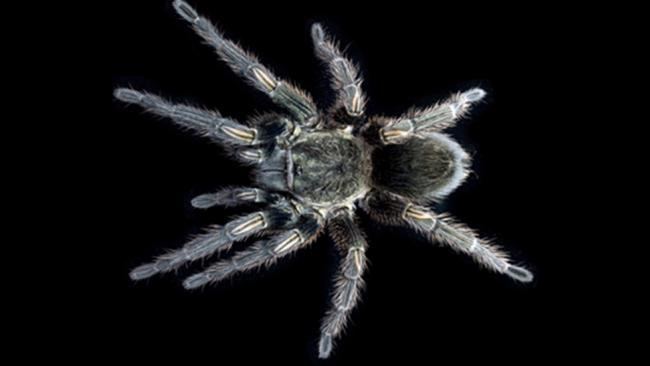 Độc của nhện Tarantula có công dụng làm thuốc giảm đau cho con người. Các nhà nghiên cứu phát hiện ra rằng một loại protein từ nọc độc của nhện Tarantula nhung màu xanh lá cây ở Peru có thể ngăn chặn tế bào thần kinh truyền cơn đau.
