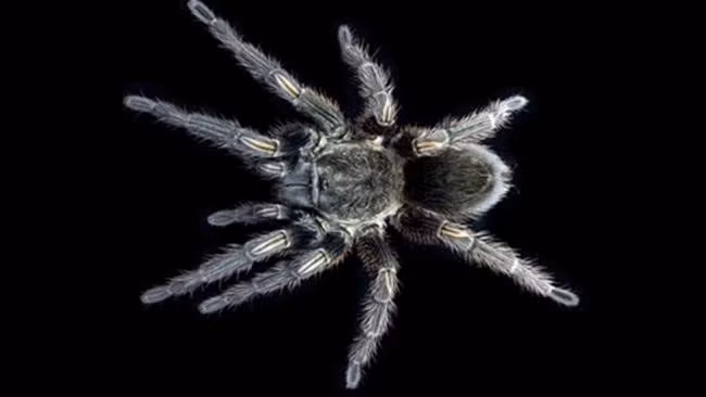 Độc của nhện Tarantula có công dụng làm thuốc giảm đau cho con người. Các nhà nghiên cứu phát hiện ra rằng một loại protein từ nọc độc của nhện Tarantula nhung màu xanh lá cây ở Peru có thể ngăn chặn tế bào thần kinh truyền cơn đau.
