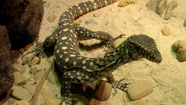 Nọc độc thằn lằn Monitor được chứng minh có thể giúp con người chống lại bệnh cao huyết áp.