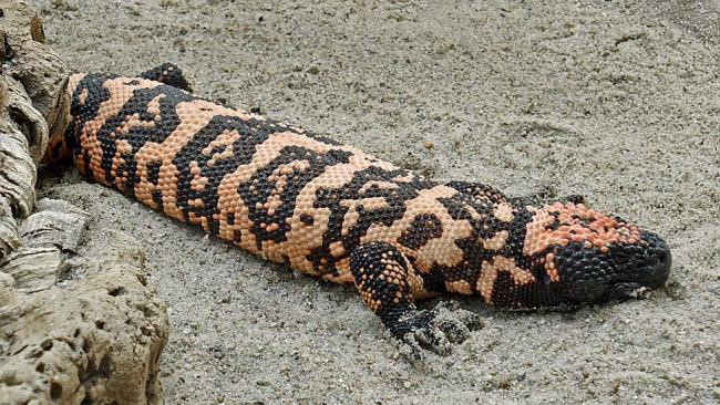 Các nhà nghiên cứu cho biết nước bọt của quái vật Gila, một loài thằn lằn có nọc độc có thể giúp điều trị bệnh tiểu đường tuýp 2. Các nhà khoa học đã tạo ra một dạng nước bọt tổng hợp từ nước bọt của loài này để giúp các bệnh nhân tiểu đường.