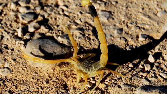 Nọc độc bọ cạp điều trị ung thư. Khoa học phát hiện ra rằng nọc độc từ bọ cạp có thể được sử dụng để tìm ra khối u ung thư trong quá trình phẫu thuật não. Nghiên cứu đã chỉ ra rằng nọc độc gắn kết với tế bào ung thư và bỏ qua các mô khỏe mạnh. Nọc độc làm nổi bật các phần não bị bệnh cần được loại bỏ.