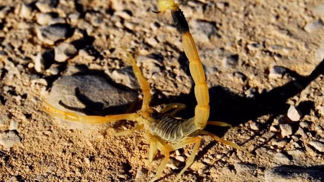 Nọc độc bọ cạp điều trị ung thư. Khoa học phát hiện ra rằng nọc độc từ bọ cạp có thể được sử dụng để tìm ra khối u ung thư trong quá trình phẫu thuật não. Nghiên cứu đã chỉ ra rằng nọc độc gắn kết với tế bào ung thư và bỏ qua các mô khỏe mạnh. Nọc độc làm nổi bật các phần não bị bệnh cần được loại bỏ.