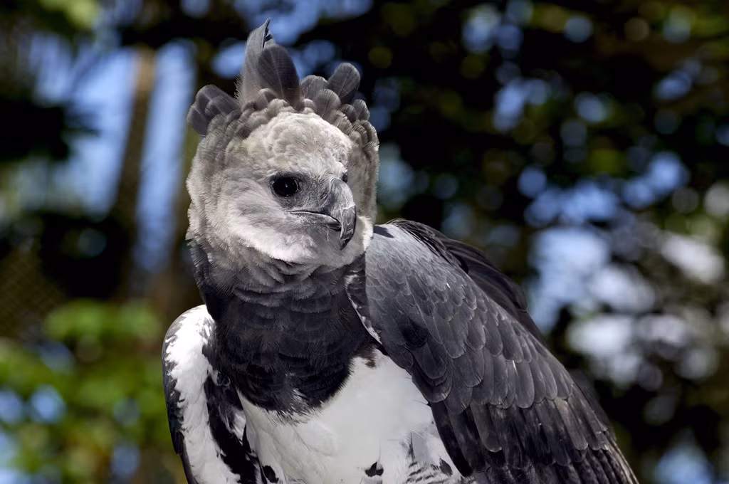 Dĩ nhiên, chẳng có loài chim nào đời thực có thể hô phong hoán vũ như Thunderbird. Dù vậy, nếu xét về quyền uy trong thế giới các loài chim thì đại bàng Harpy xứng đáng được coi là phiên bản đời thật của Lôi điểu nhất. Nhờ sải cánh rộng và móng vuốt to, sắc nhọn, nó có thể dễ dàng bắt gọn những con mồi như khỉ, lười lên không trung rồi giết chết. Bên cạnh đó, những túm lông trên đỉnh đầu của đại bàng Harpy nhìn khá giống vương miện nên chúng vẫn thường được xem như "Chúa tể của bầu trời". Nơi tìm ra đại bàng Harpy: Trung Mỹ. Ảnh: Roaring Earth.