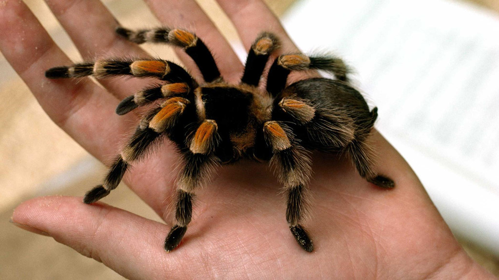 Phiên bản ngoài đời thật của Acromantula là Tarantula - một nhóm nhện gồm khoảng 850 loài trên khắp thế giới. Chúng khá to so với những con nhện thông thường. Một con Tarantula trưởng thành có thể dài tới 10 cm, tính luôn chân là 30 cm. Bên cạnh đó, trong nhóm Tarantula cũng tồn tại một loài nhện lông đen xuất xứ từ quần đảo Sangihe, phía đông Borneo như lời Scamander từng chia sẻ - Lampropelma Nigerrium. Dù mang kích cỡ "khủng" và thân hình khá "kinh dị", Tarantula về cơ bản đều không gây hại cho con người. Nhiều nơi người ta còn nuôi chúng làm cảnh hoặc... làm đồ ăn. Nơi tìm ra Tarantula: Bắc Mỹ, Trung Mỹ, Nam Mỹ, châu Phi và châu Á. Ảnh: Nat Geo Kid.