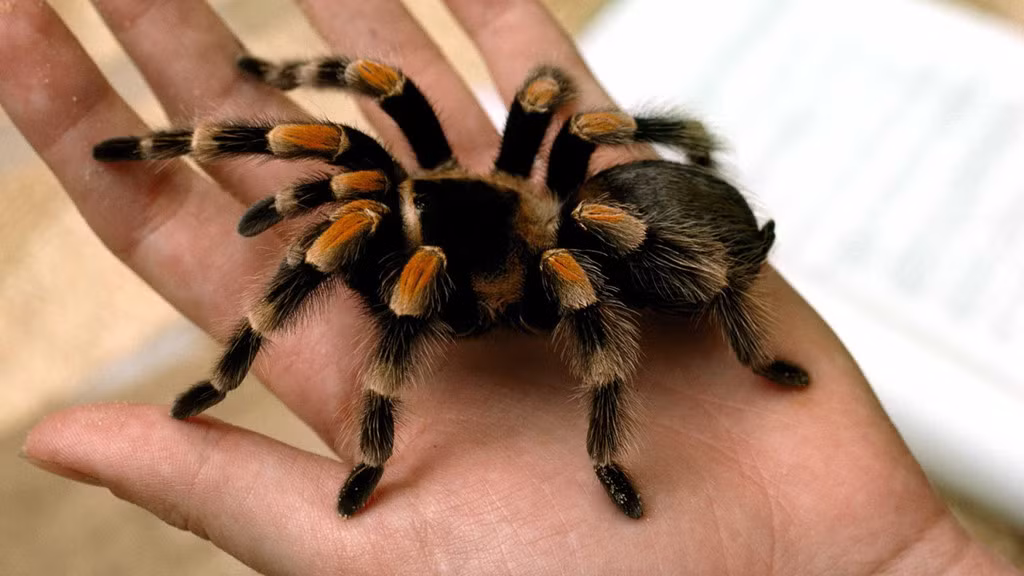 Phiên bản ngoài đời thật của Acromantula là Tarantula - một nhóm nhện gồm khoảng 850 loài trên khắp thế giới. Chúng khá to so với những con nhện thông thường. Một con Tarantula trưởng thành có thể dài tới 10 cm, tính luôn chân là 30 cm. Bên cạnh đó, trong nhóm Tarantula cũng tồn tại một loài nhện lông đen xuất xứ từ quần đảo Sangihe, phía đông Borneo như lời Scamander từng chia sẻ - Lampropelma Nigerrium. Dù mang kích cỡ "khủng" và thân hình khá "kinh dị", Tarantula về cơ bản đều không gây hại cho con người. Nhiều nơi người ta còn nuôi chúng làm cảnh hoặc... làm đồ ăn. Nơi tìm ra Tarantula: Bắc Mỹ, Trung Mỹ, Nam Mỹ, châu Phi và châu Á. Ảnh: Nat Geo Kid.