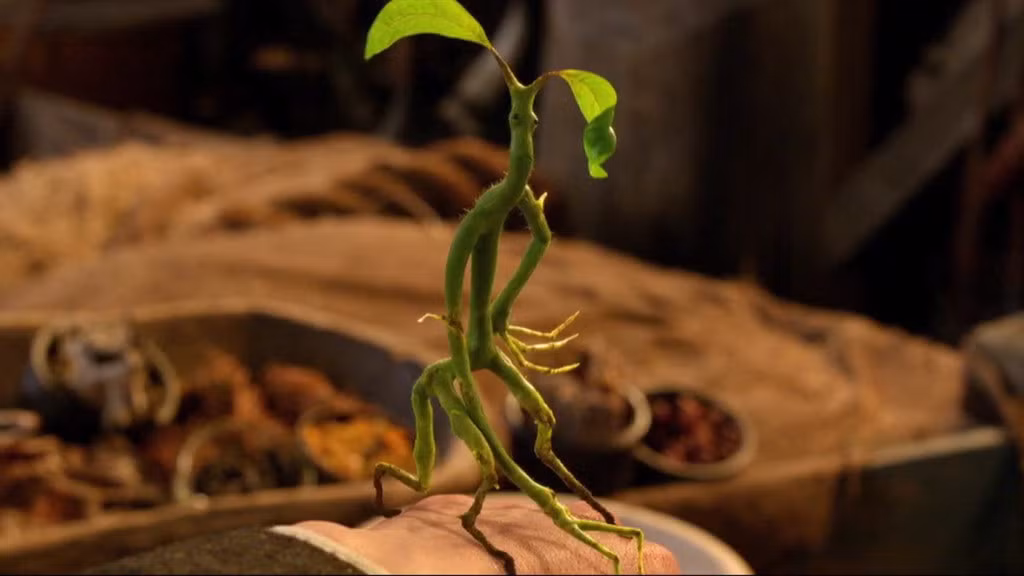 4. Bowtruckle: Giống như Niffler, Bowtruckle hầu như không bao giờ rời khỏi người Newt Scamander. Đây là loài côn trùng có hình dáng giống như người cây với hai cánh tay dài ngoằng. Chúng sống trên những cây gỗ được dùng để làm đũa phép và luôn kiên quyết bảo vệ lãnh thổ của mình. Bình thường, Bowtruckle rất hiền nhưng nếu ai xâm phạm lãnh thổ của chúng, loài côn trùng này sẵn sàng đáp trả lại bằng mọi giá.