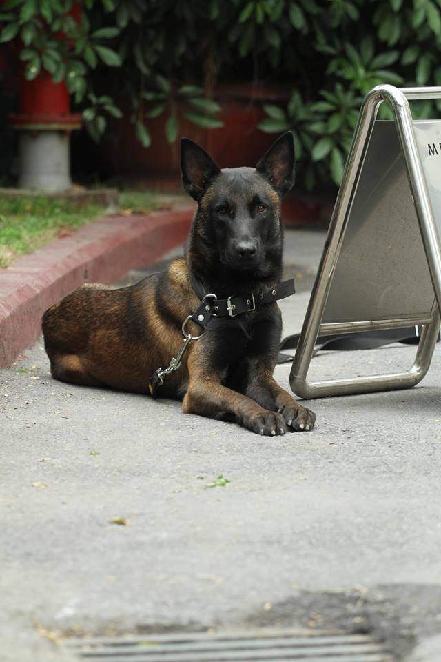 Chó nghiệp vụ cũng được huấn luyện theo nhiều cách khác nhau để đảm nhận những nhiệm vụ mới trong chiến tranh hiện đại.