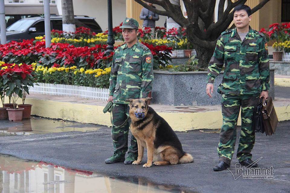 Chó nghiệp vụ có vai trò quan trọng trong việc đảm bảo an ninh.