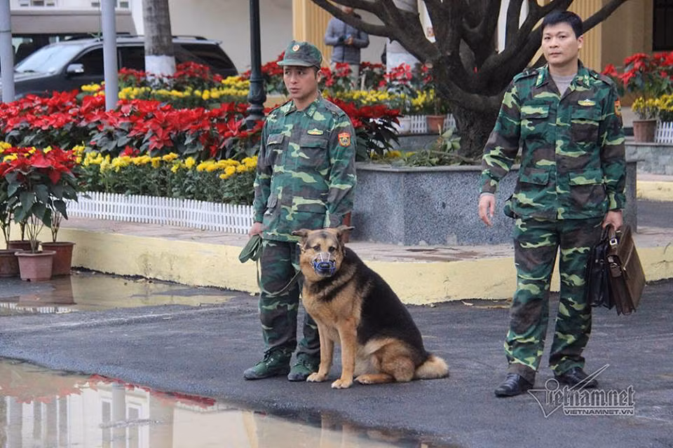 Chó nghiệp vụ có vai trò quan trọng trong việc đảm bảo an ninh.