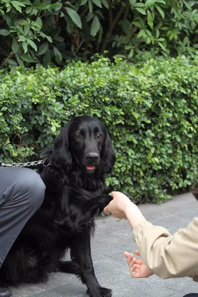 Trải qua rất nhiều năm, những con chó đã trở thành người bạn thân thiết và trung thành bậc nhất trên nhiều mặt trận khác nhau.