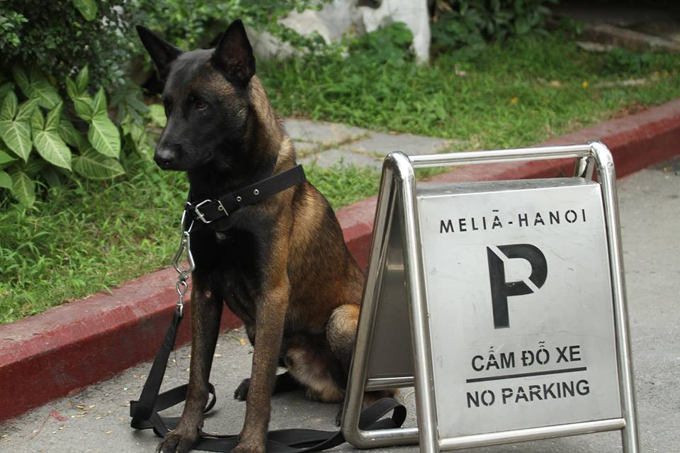 Theo chia sẻ của một huấn luyện viên chó nghiệp vụ, tất cả chó nghiệp vụ tham gia phục vụ hội nghị thượng đỉnh Mỹ - Triều đều được tuyển chọn nghiêm ngặt và phải vượt qua các bài kiểm tra chất lượng.