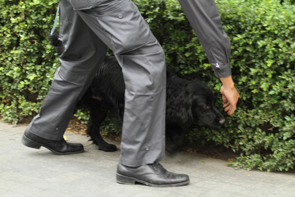 Những chú chó nghiệp vụ hoạt động trong Hội nghị Mỹ - Triều lần này đều là những cảnh khuyển được tuyển chọn từ Tây Ban Nha và Bỉ. Sau đó được đưa về bộ tư lệnh thủ đô để huấn luyện.