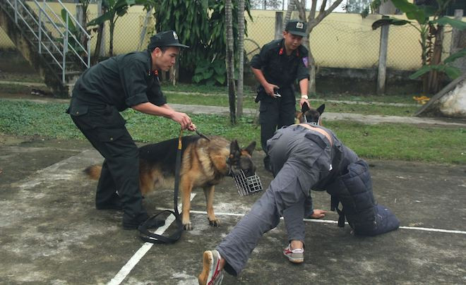 Lực lượng cảnh sát Việt Nam đang huấn luyện, sử dụng 5 giống chó chó nghiệp vụ gồm: Béc giê Đức, Béc giê Bỉ (tên gọi khác Malinois), Rottweiler, Labrador, Cocker phục vụ điều tra phá án, tìm kiếm, cứu hộ cứu nạn. Béc giê Bỉ (trái) và béc giê (Đức) hai giống chó được sử dụng ở tất các chuyên khoa huấn luyện.