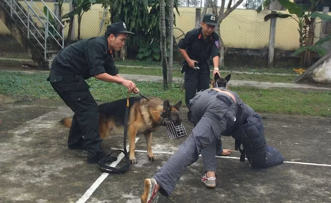 Lực lượng cảnh sát Việt Nam đang huấn luyện, sử dụng 5 giống chó chó nghiệp vụ gồm: Béc giê Đức, Béc giê Bỉ (tên gọi khác Malinois), Rottweiler, Labrador, Cocker phục vụ điều tra phá án, tìm kiếm, cứu hộ cứu nạn. Béc giê Bỉ (trái) và béc giê (Đức) hai giống chó được sử dụng ở tất các chuyên khoa huấn luyện.