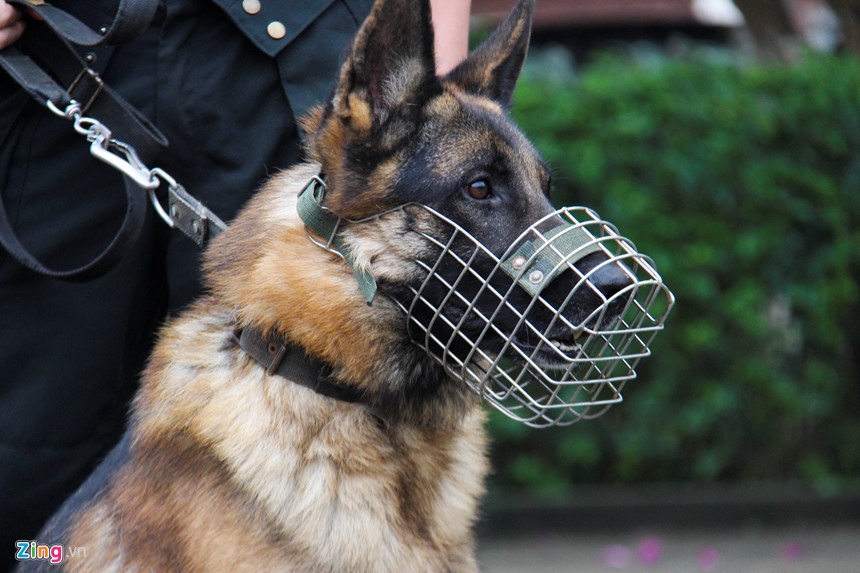 Chó nghiệp vụ được nuôi và chăm sóc từ bé theo quy trình đặc biệt, đến khi được 12 tháng, các chuyên gia sẽ tuyển lựa từng con dựa theo năng khiếu của chúng để tiếp tục bồi dưỡng.