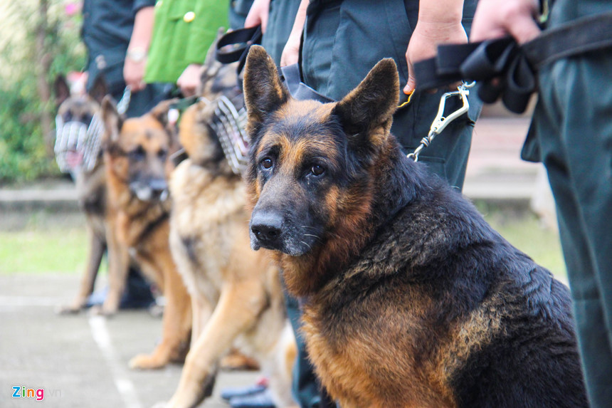 Nhóm thứ ba hiền lành, nhỏ nhắn lại được dùng vào các việc như truy tìm ma túy, thuốc nổ và nhóm cuối cùng dùng để cứu hộ cứu nạn.