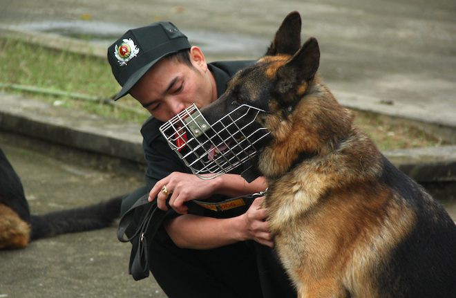 Những chú chó nghiệp vụ được lực lượng công an Việt Nam sử dụng hiện nay đều do Cục Cảnh sát quản lý, huấn luyện và sử dụng động vật nghiệp vụ (K204), Bộ Tư lệnh Cảnh sát cơ động, Bộ Công an hiện là huấn luyện, trang bị.