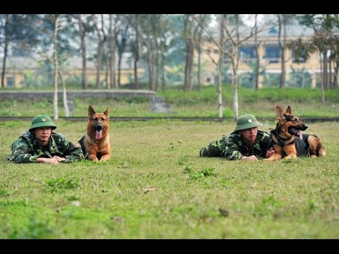 Để đào tạo thuần thục chó nghiệp vụ phải có những kỹ năng đặc biệt là sự kết hợp của nhiều yếu tố như nghiên cứu khoa học, quy trình nuôi dạy, kinh nghiệm thực tế và cở sở vật chất...