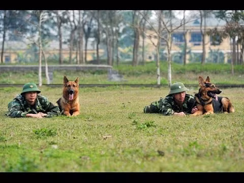 Để đào tạo thuần thục chó nghiệp vụ phải có những kỹ năng đặc biệt là sự kết hợp của nhiều yếu tố như nghiên cứu khoa học, quy trình nuôi dạy, kinh nghiệm thực tế và cở sở vật chất...