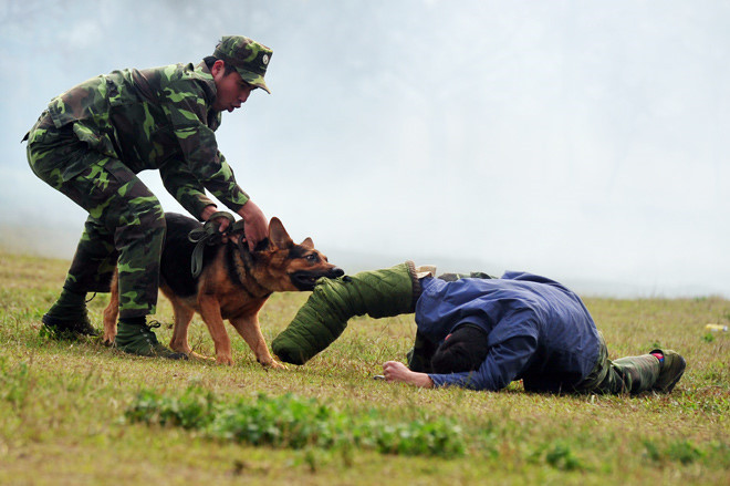 Giống chó Rottweiler được huấn luyện và sử dụng chủ yếu cho công tác bảo vệ. Đây là giống chó có ngoại hình rất to khỏe và có tính cánh hung dữ nhưng chúng cũng thông minh, trung thành và biết nghe lời.