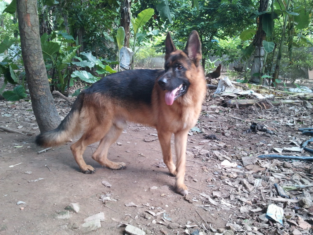 K204 thường xuyên chăm sóc, nuôi dưỡng, huấn luyện khoảng 300 chó nghiệp vụ (bao gồm cả chó gây giống, chó trưởng thành…), hàng năm cho ra lò từ 150-200 chó nghiệp vụ các loại cung cấp cho ngành công an nhân dân.