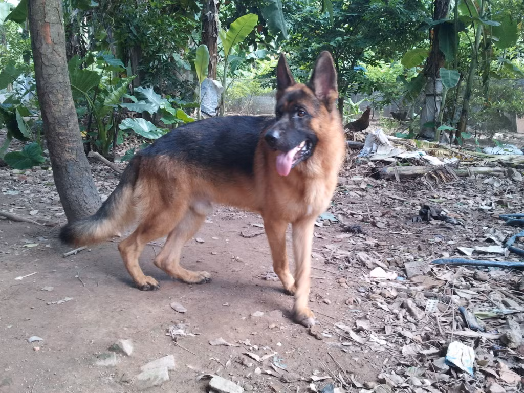 K204 thường xuyên chăm sóc, nuôi dưỡng, huấn luyện khoảng 300 chó nghiệp vụ (bao gồm cả chó gây giống, chó trưởng thành…), hàng năm cho ra lò từ 150-200 chó nghiệp vụ các loại cung cấp cho ngành công an nhân dân.