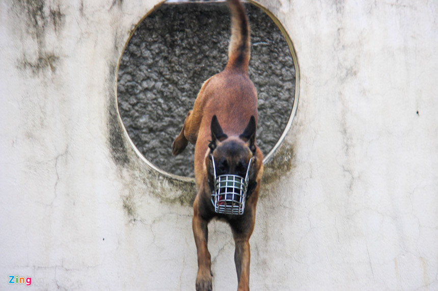 Chúng cũng phải trải qua những màn huấn luyện vô cùng khắt khe.