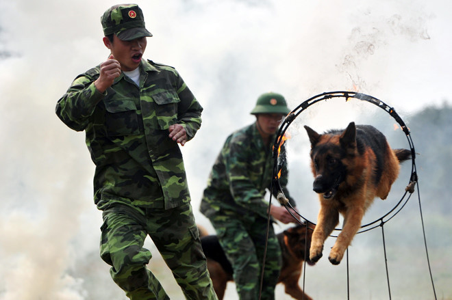 Với giống chó Labrador và Cocker, là những giống chó nhỏ, thông minh cao, bình tĩnh, ham sục sạo, tìm kiếm nên chủ yếu được sử dụng vào chuyên khoa tìm kiếm, giám biệt mùi. 
