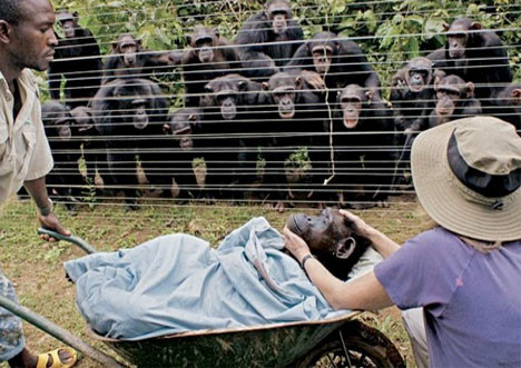 Tinh tinh đau buồn. Nghiên cứu gần đây về loài tinh tinh cho thấy loài này có nhận thức tương tự như con người. Theo tạp chí Current Biology, các nhà khoa học đã tiến hành một nghiên cứu kiểm tra phản ứng của ba con tinh tinh trưởng thành với một con tinh tinh già đã qua đời. Kết quả cho thấy ba con tinh tinh hiển thị nhiều hành vi đau buồn khác nhau.