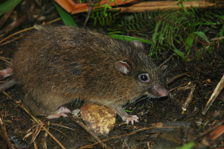 Tiến hành nghiên cứu, các nhà nghiên cứu đã cho chuột lang nhà và chuột lang hoang dã vào trong một mê cung nước, chuột lang nhà cuối cùng thực hiện tốt hơn và hiển thị tốt hơn khả năng giải quyết vấn đề.